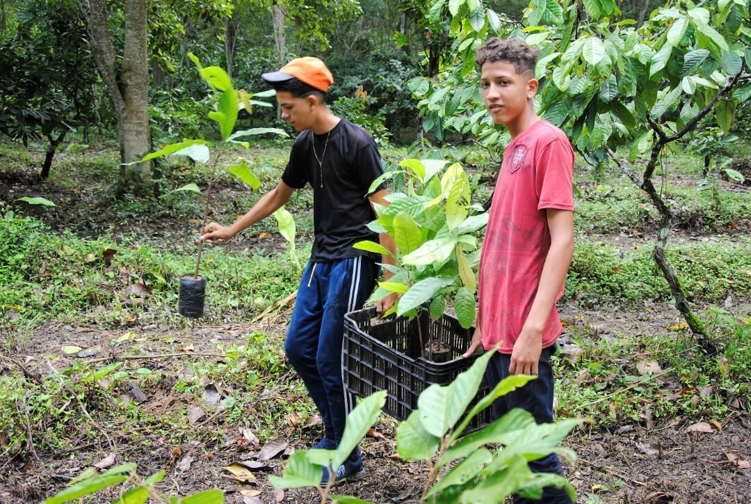 Jovenes cultivando cacao